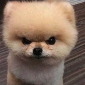 Meet your Posher, Benson